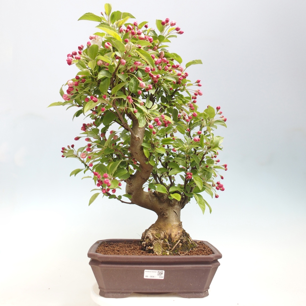 Outdoor bonsai - Malus halliana - Jabłoń drobnoowocowa