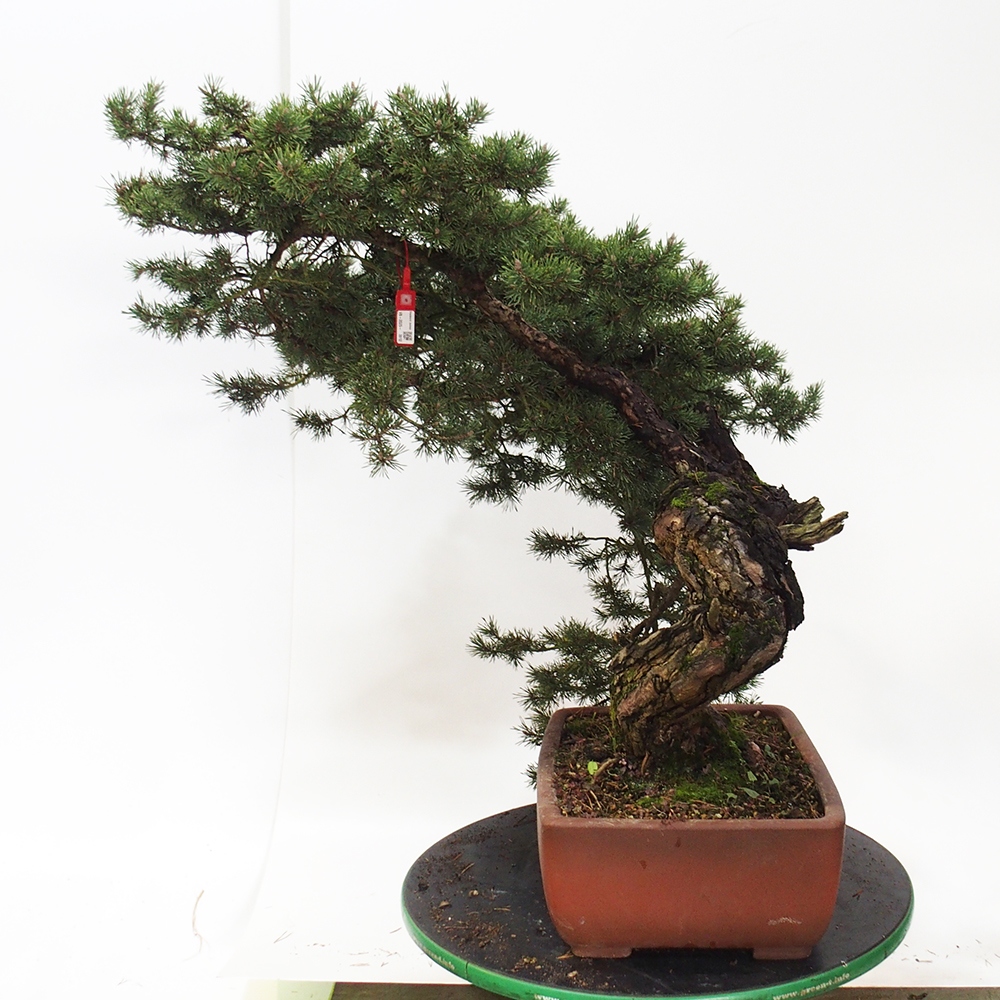 Yamadori - Pinus sylvestris Hiszpania