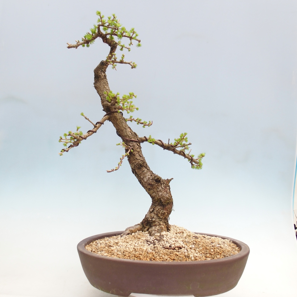 Outdoor bonsai -Larix decidua - Modrzew - Tylko transport paletowy