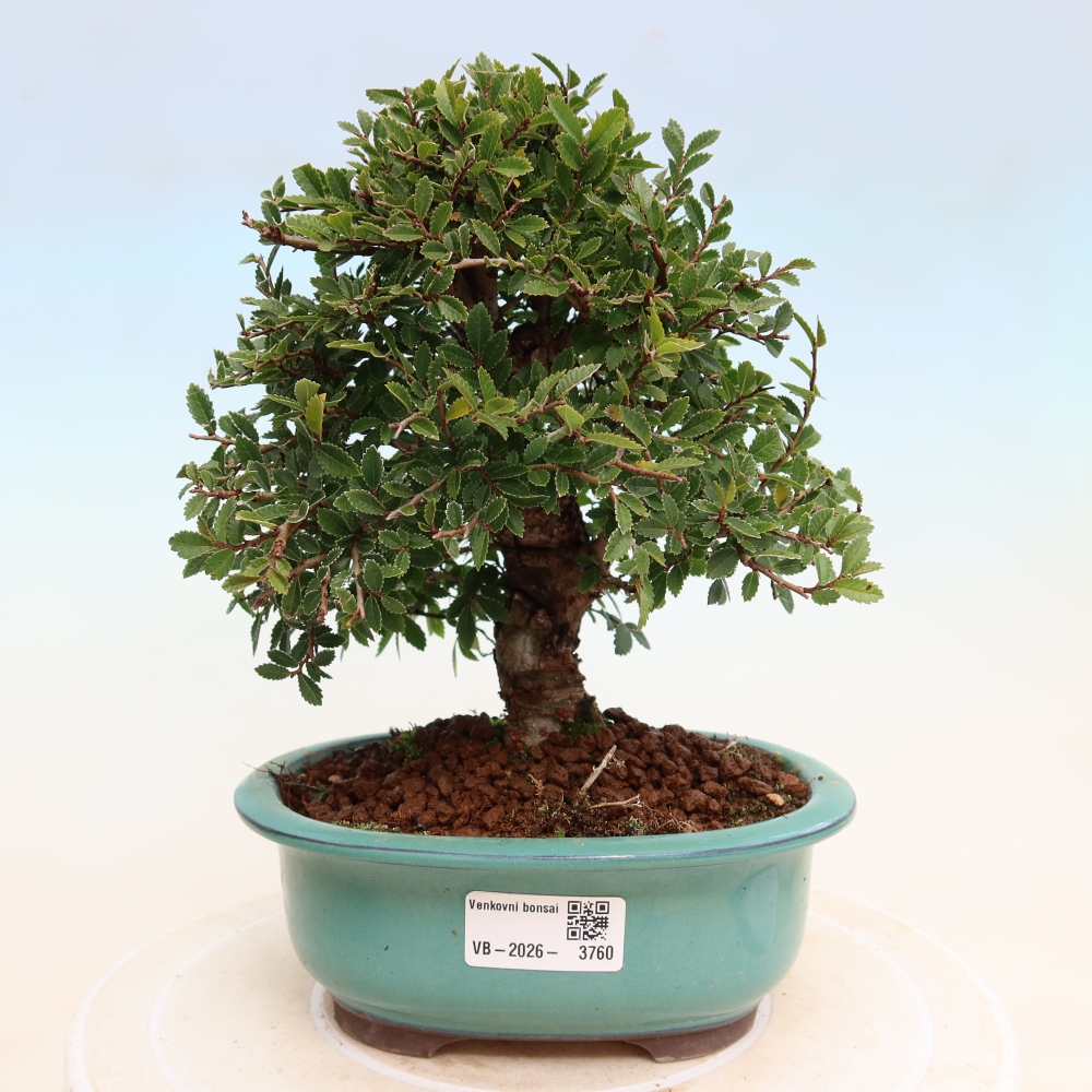 Bonsai zewnętrzne - Zelkova - Zelkova NIRE