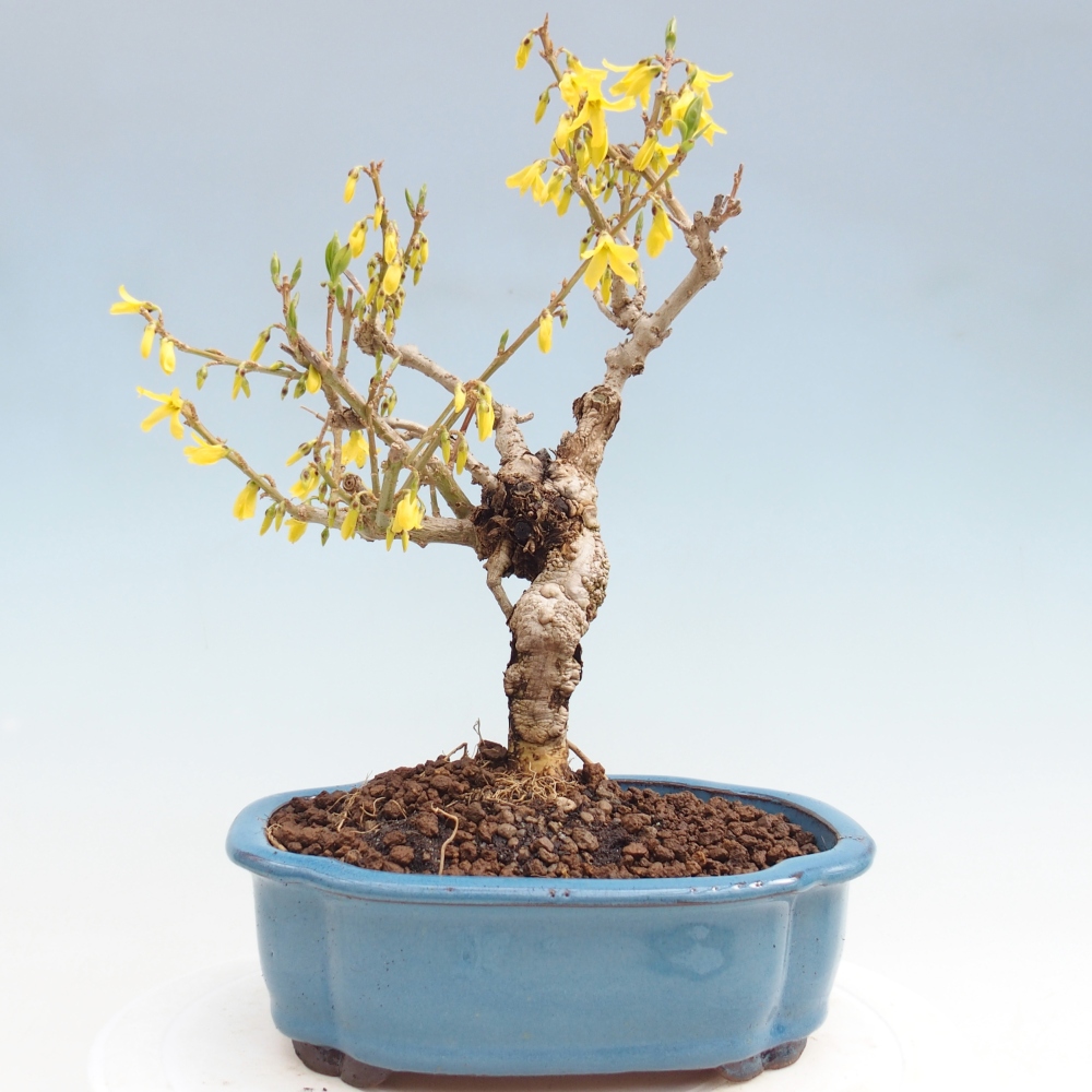Bonsai plenerowe - Forsythia - Forsythia koreana