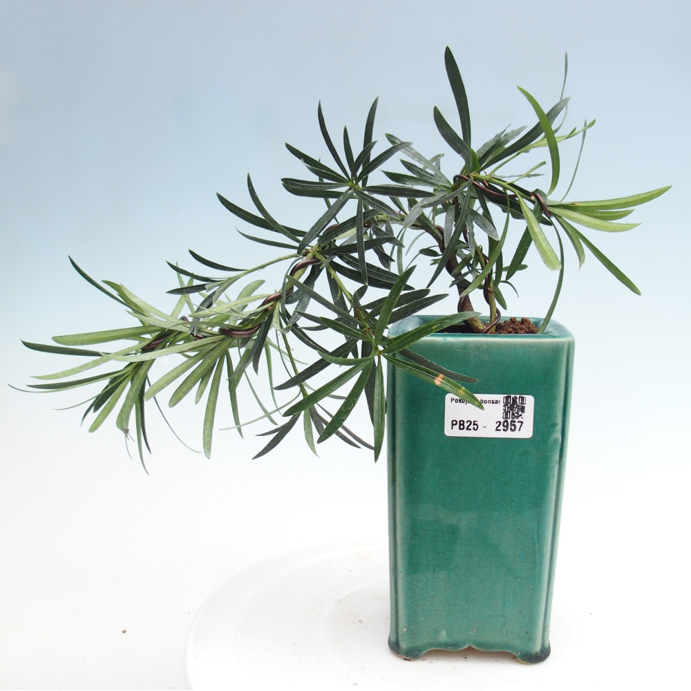 Kryty bonsai - Podocarpus - Kamień tys