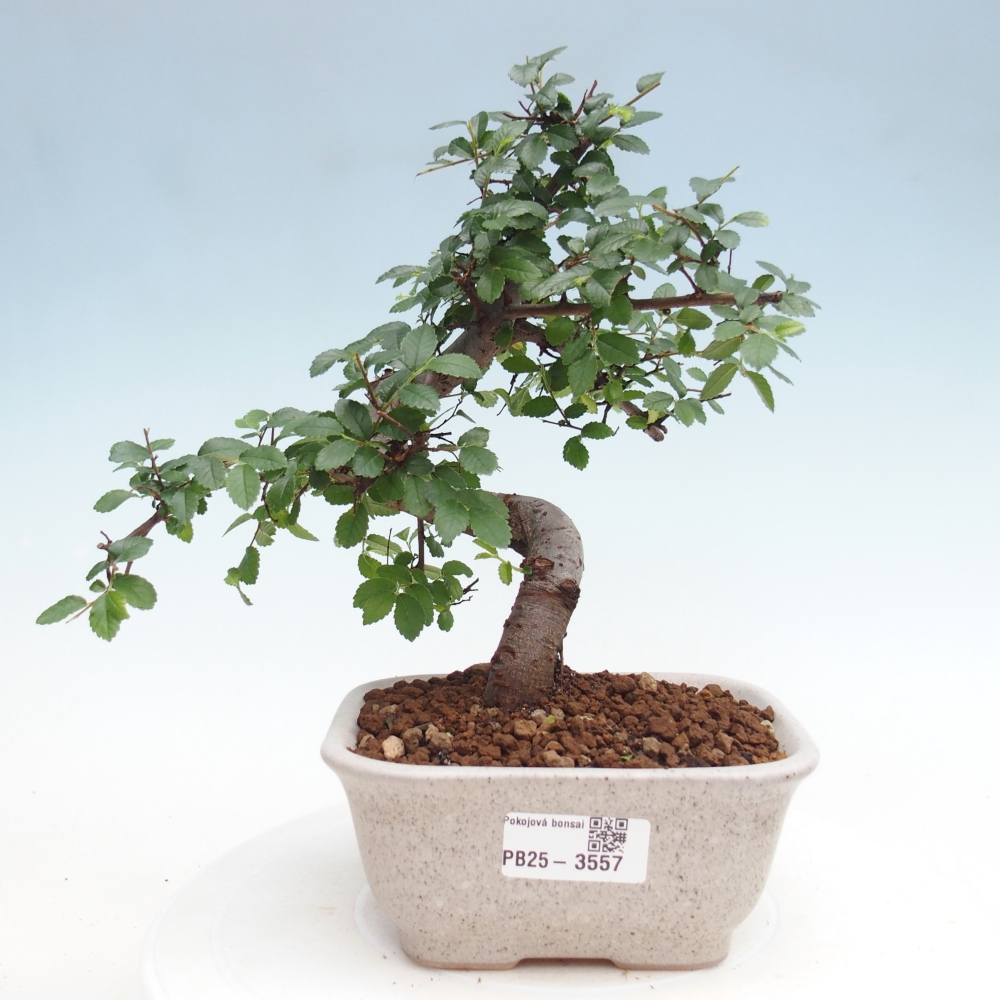 Pokój bonsai - Ulmus parvifolia - Wiąz drobnolistny