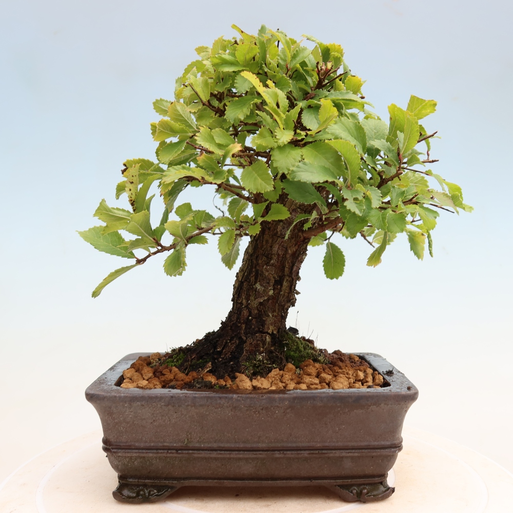 Bonsai zewnętrzne - Zelkova - Zelkova NIRE