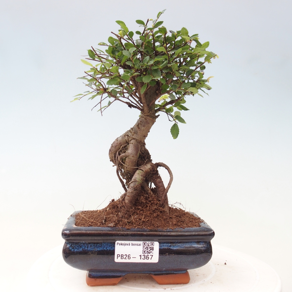 Pokój bonsai - Ulmus parvifolia - Wiąz drobnolistny