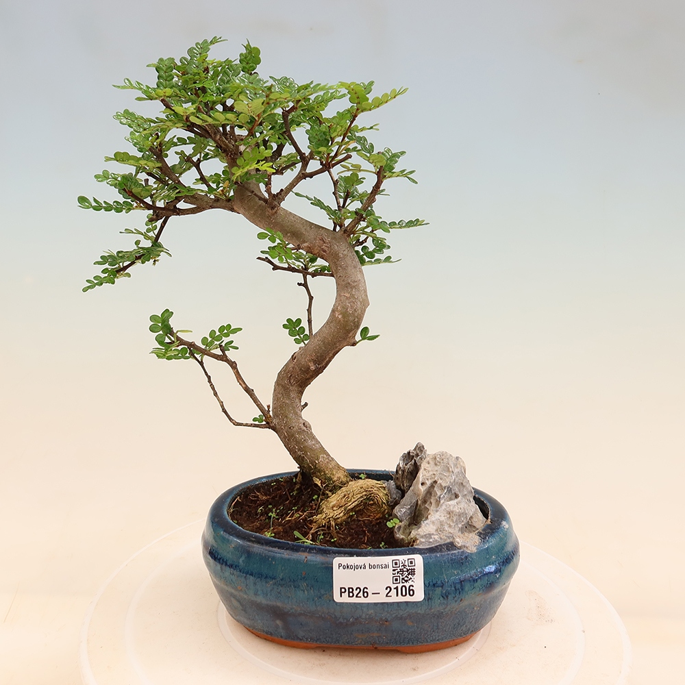 Pokój bonsai - Zantoxylum piperitum - drzewo pieprzowe