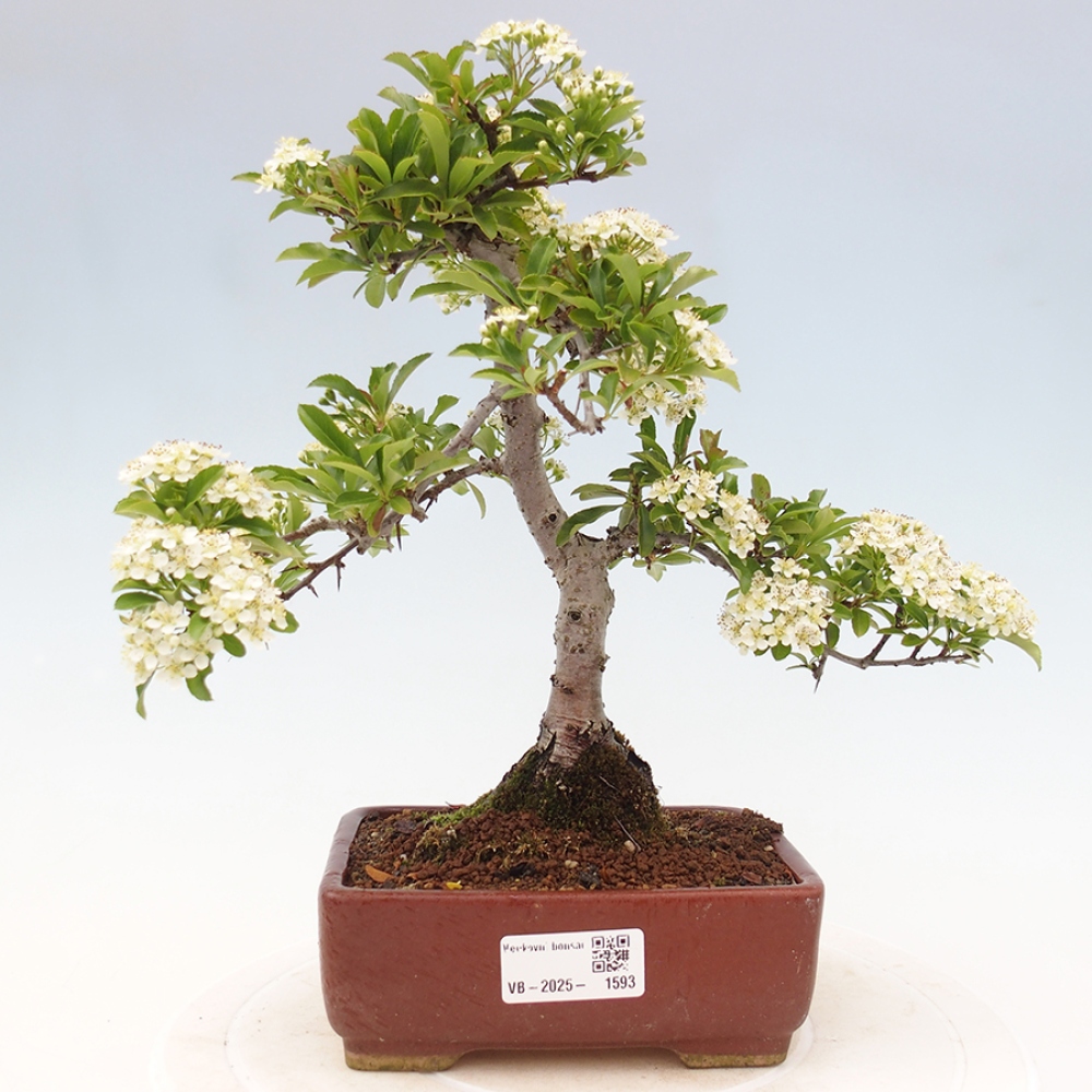 Outdoor Bonsai-Pyracanta Teton-Piekarnia