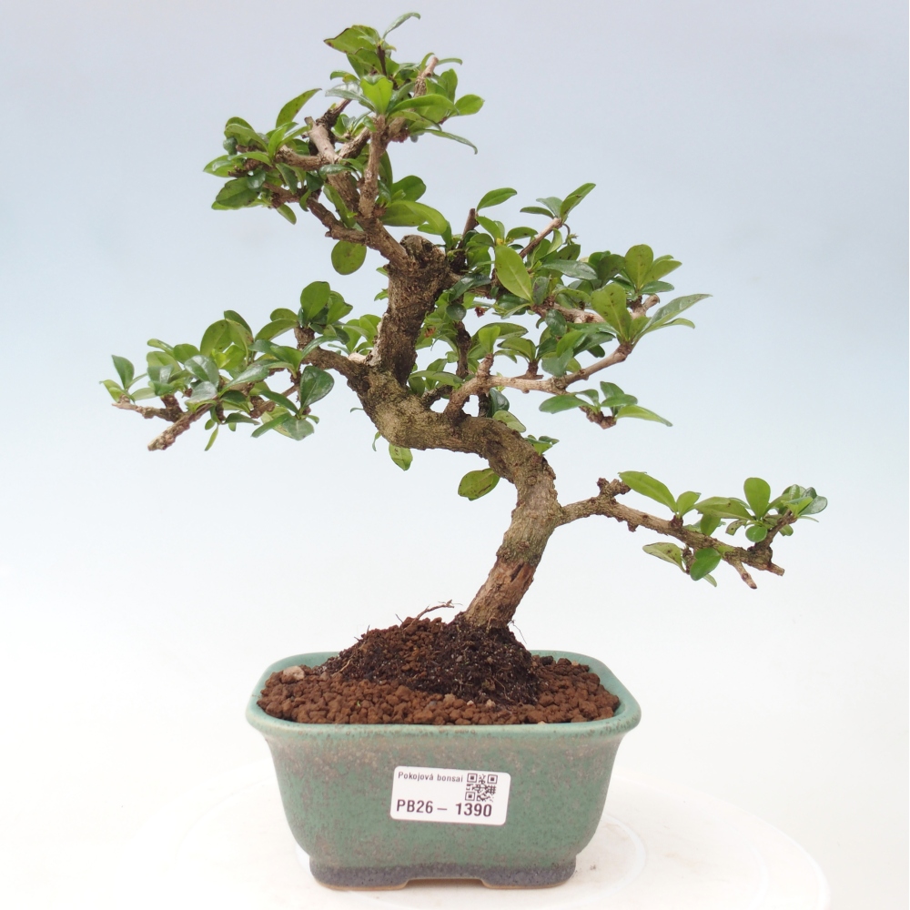 Bonsai pokojowe - Carmona macrophylla - Tea fuki