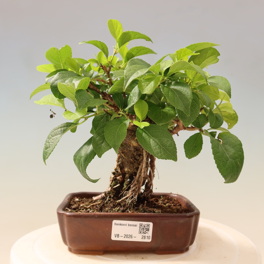 Bonsai zewnętrzne - Celastrus orbiculatus