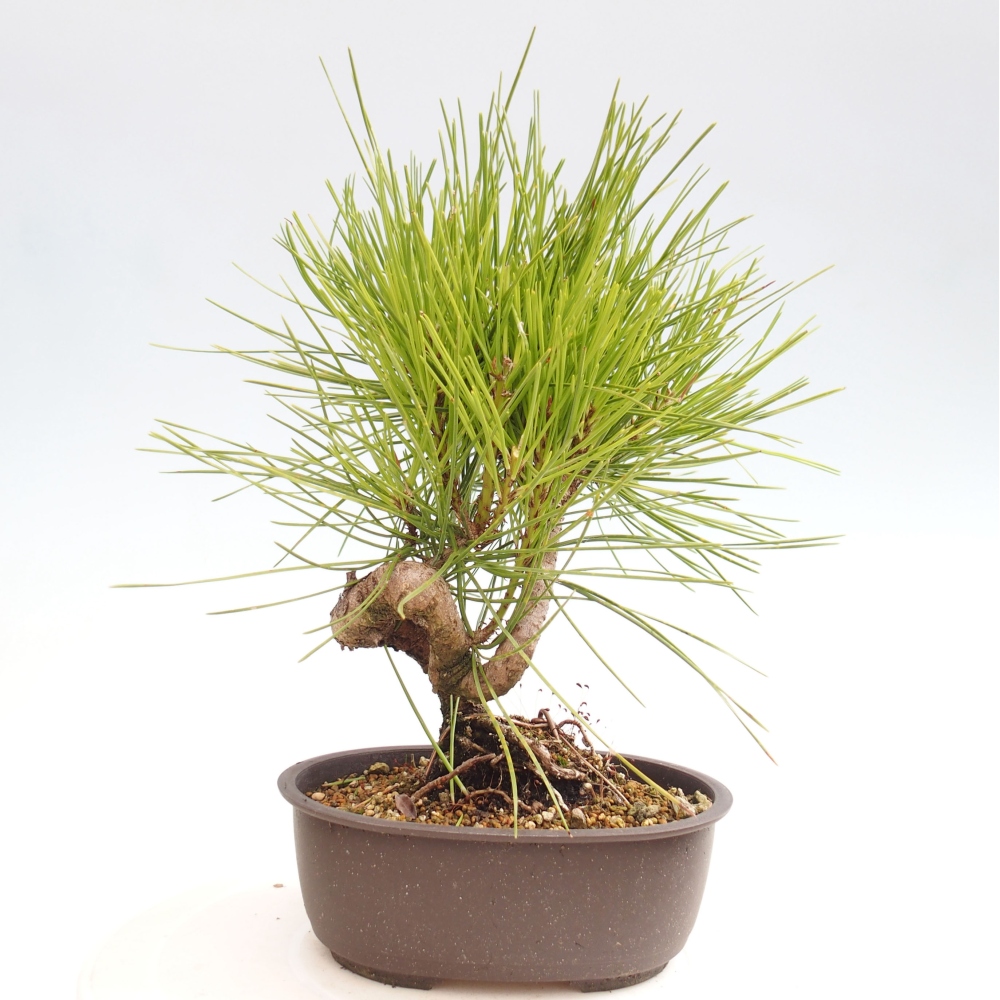 Bonsai ogrodowe - Pinus thunbergii - Sosna Thunbergia