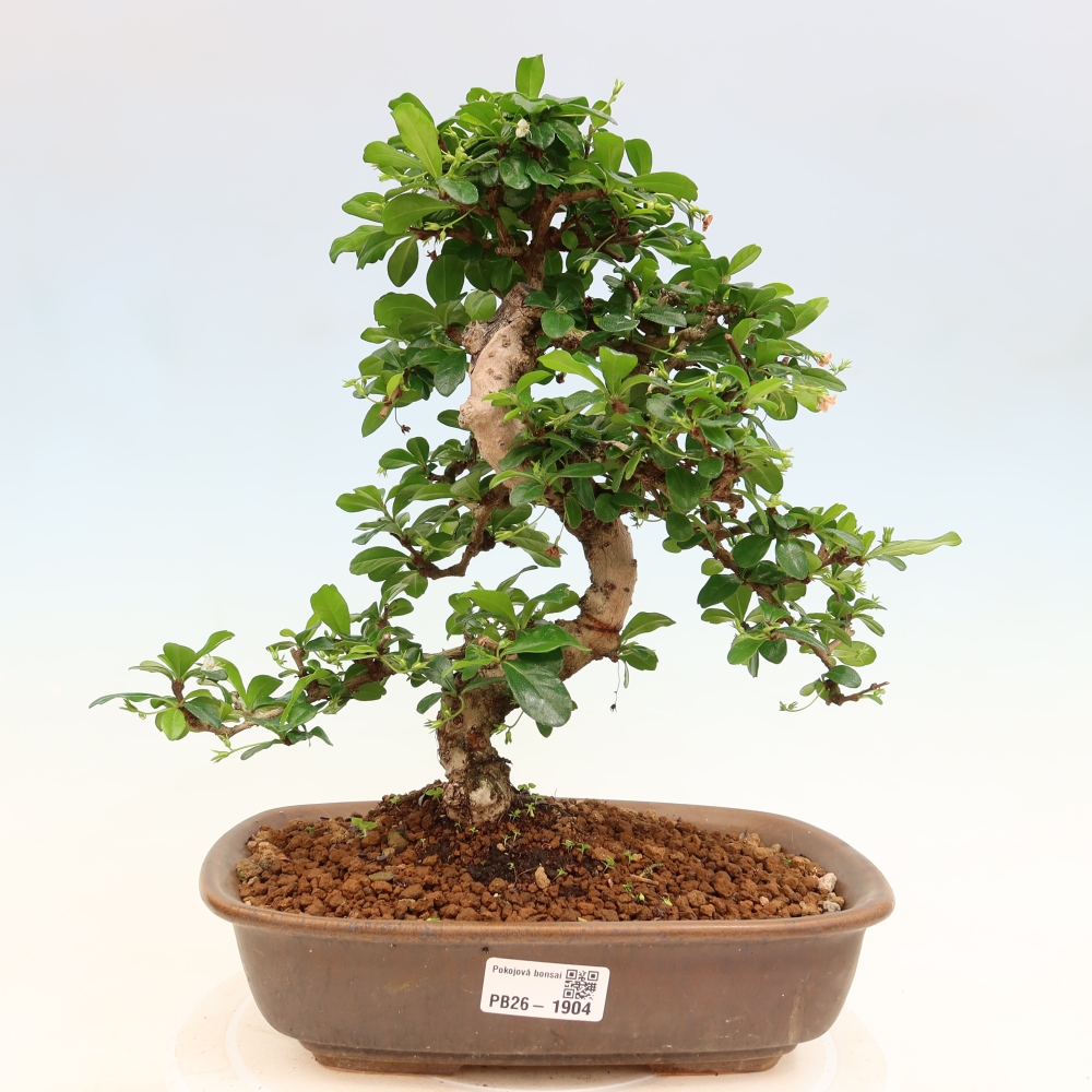 Bonsai pokojowe - Carmona macrophylla - Tea fuki