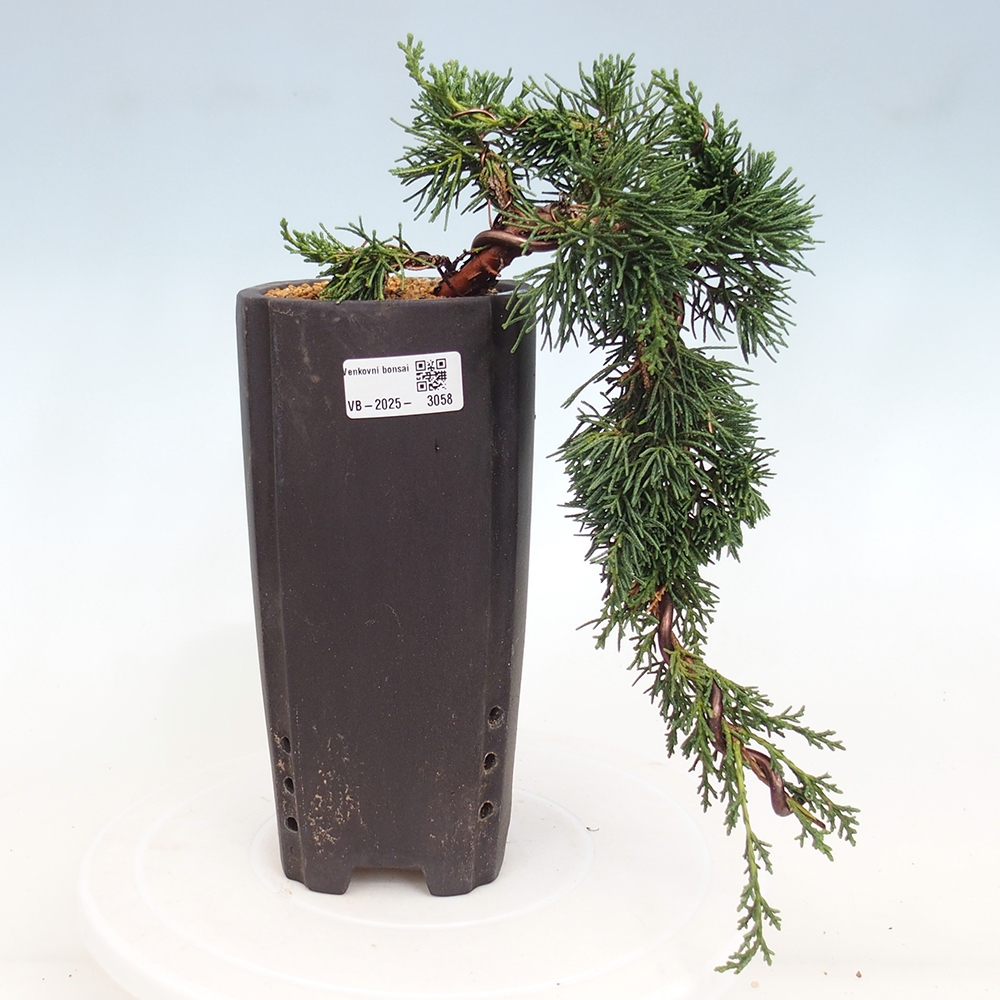 Bonsai zewnętrzne - Juniperus chinensis Kishu - Jałowiec chiński