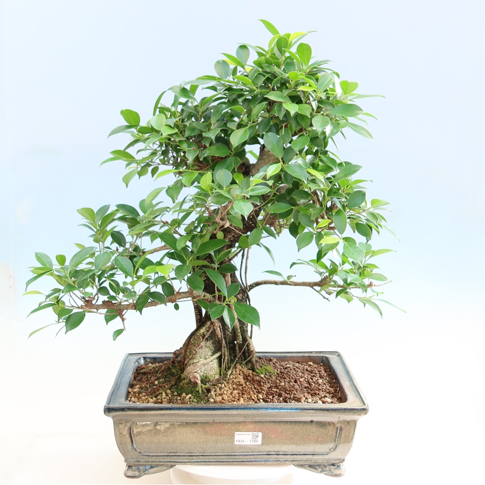 Pokój bonsai - Ficus kimmen - figowiec drobnolistny