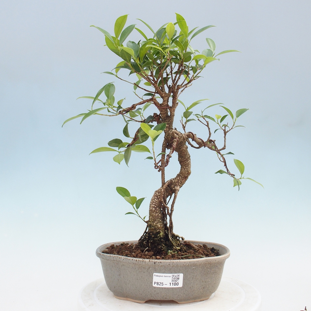 Kryty bonsai - Ficus retusa - figowiec drobnolistny