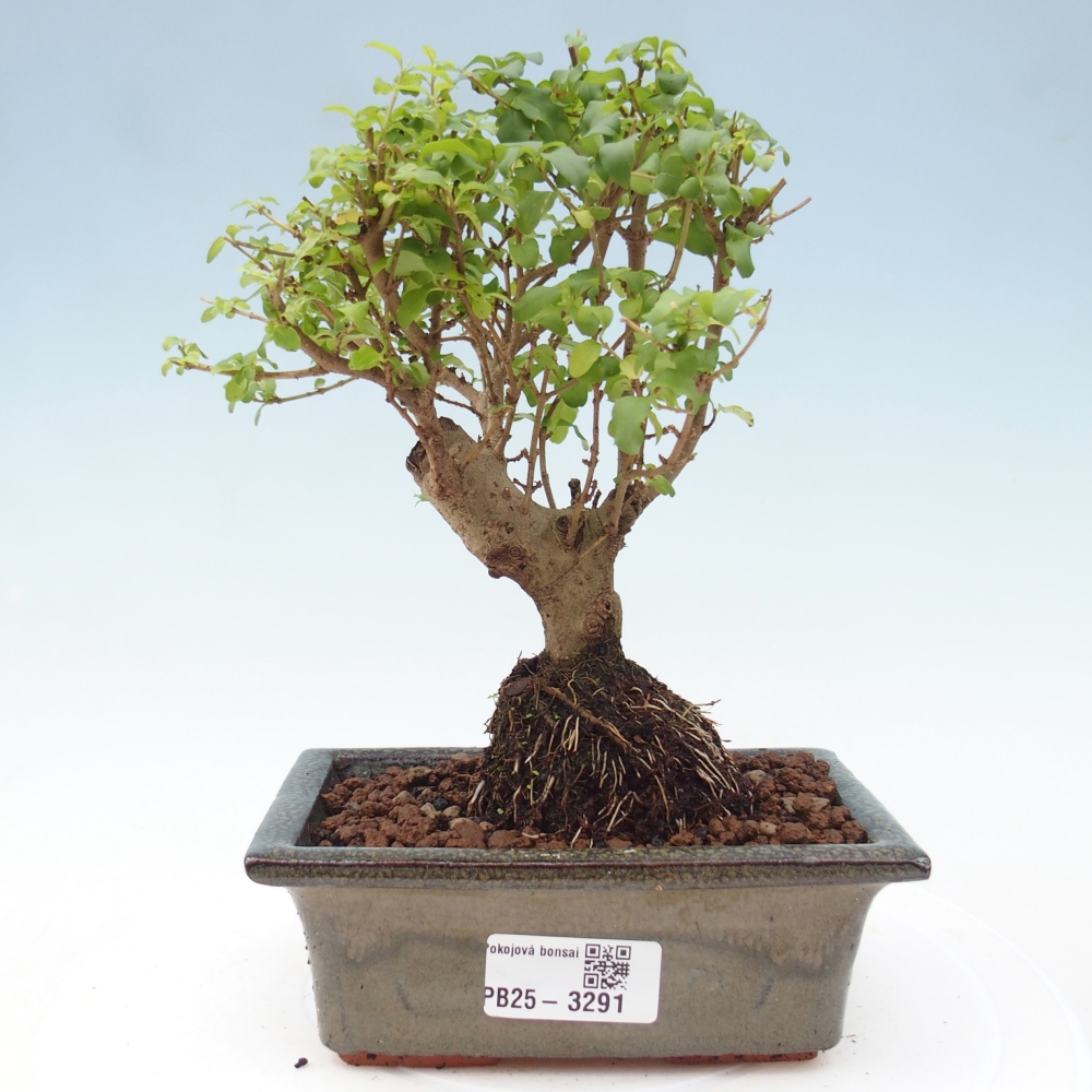 Pokój bonsai - Ligustrum chinensis - Dziób ptaka