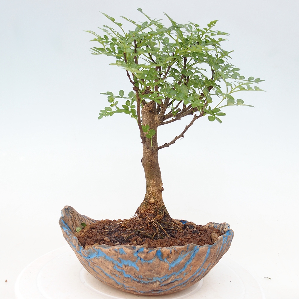 Pokój bonsai - Zantoxylum piperitum - drzewo pieprzowe