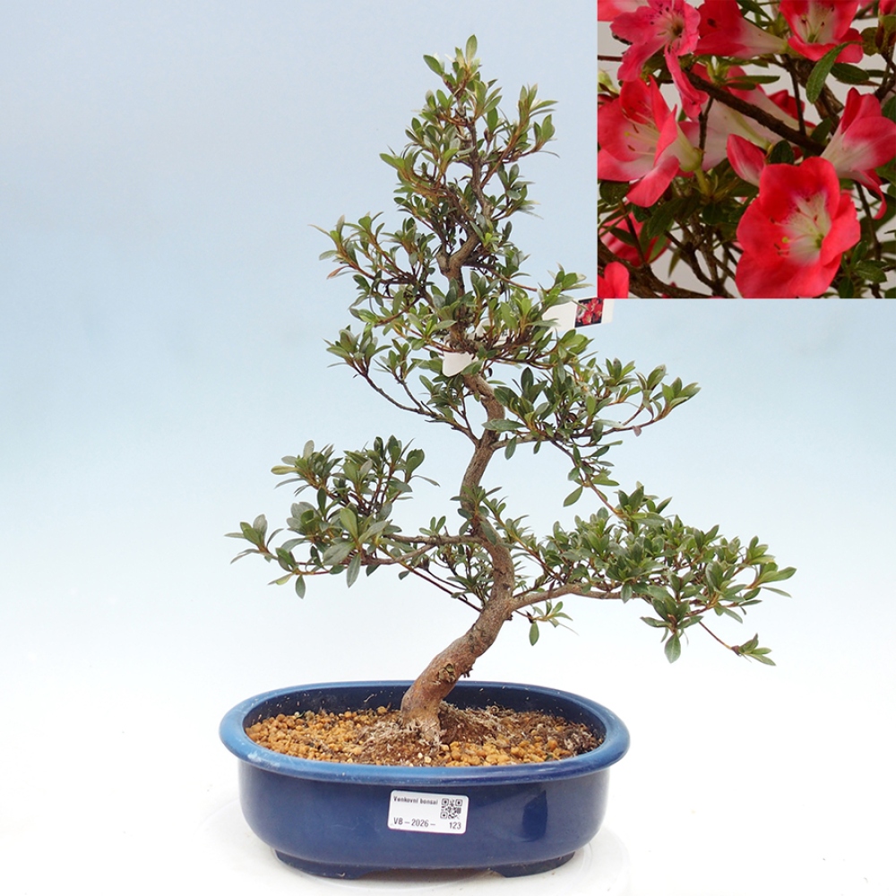 Bonsai zewnętrzne - Azalia japońska - Azalia Beniko