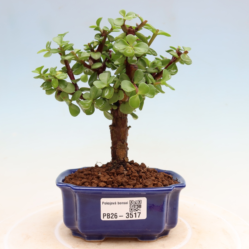 Pokój bonsai - Portulakaria Afra - Tlustice
