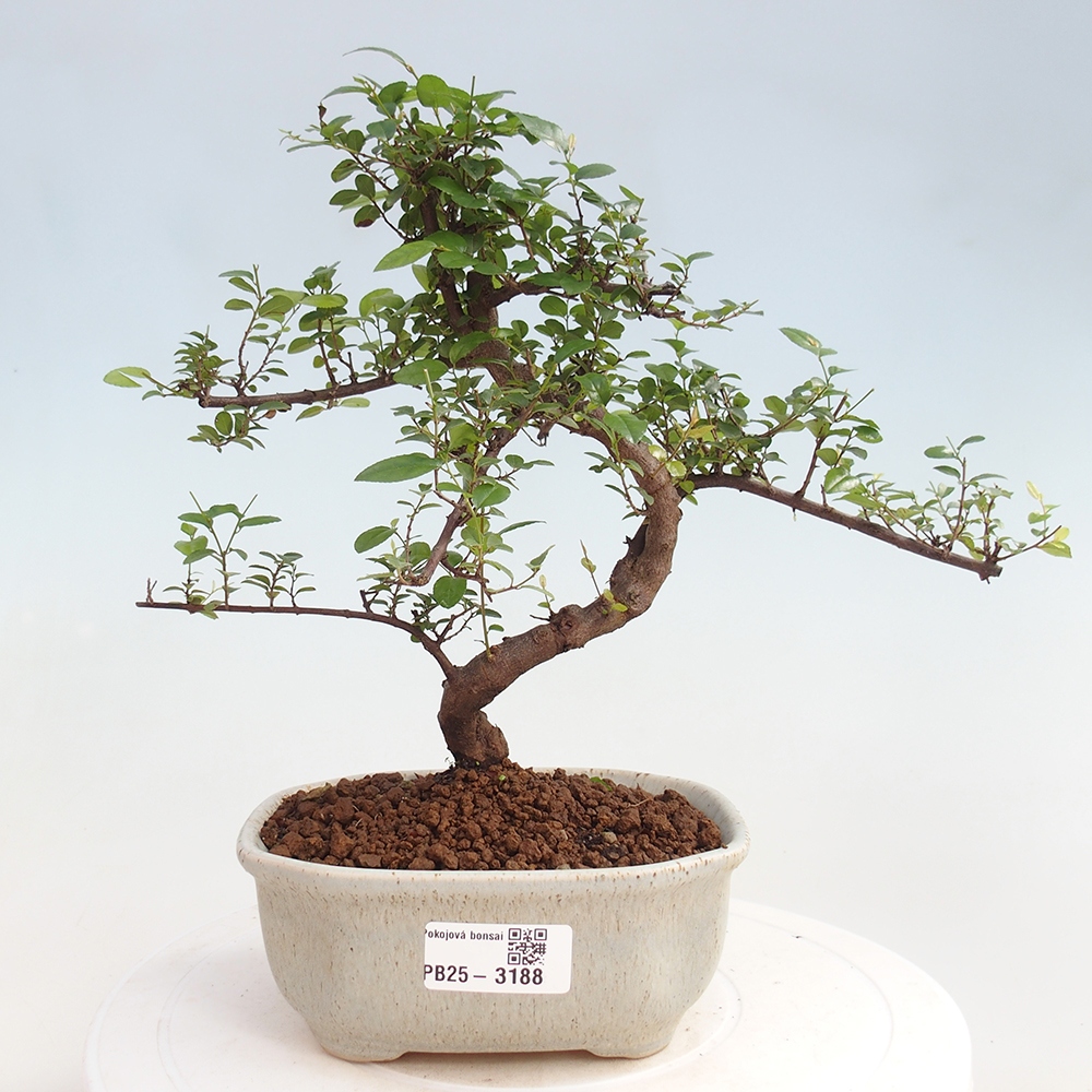 Bonsai wewnętrzne - Sagerécie thea - Sagerécie thea