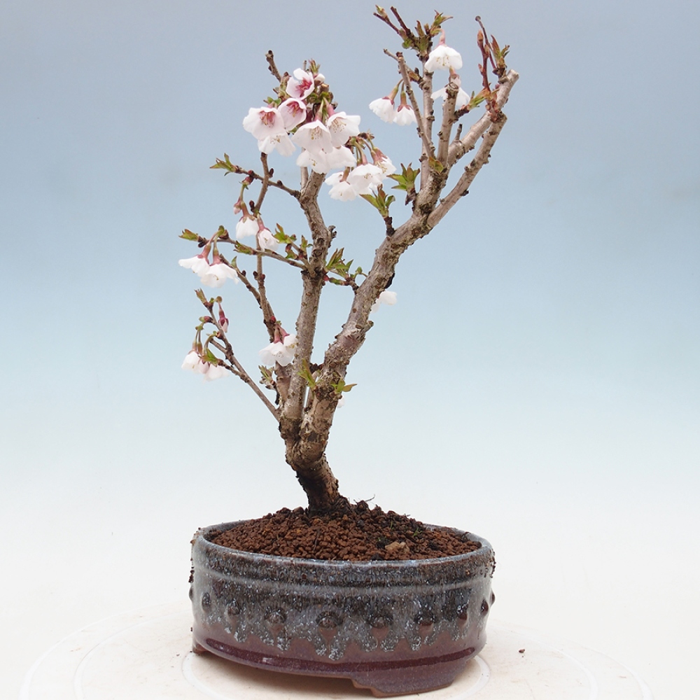 Bonsai zewnętrzne - Prunus incisa Kojou-no mai-cięcie śliwki
