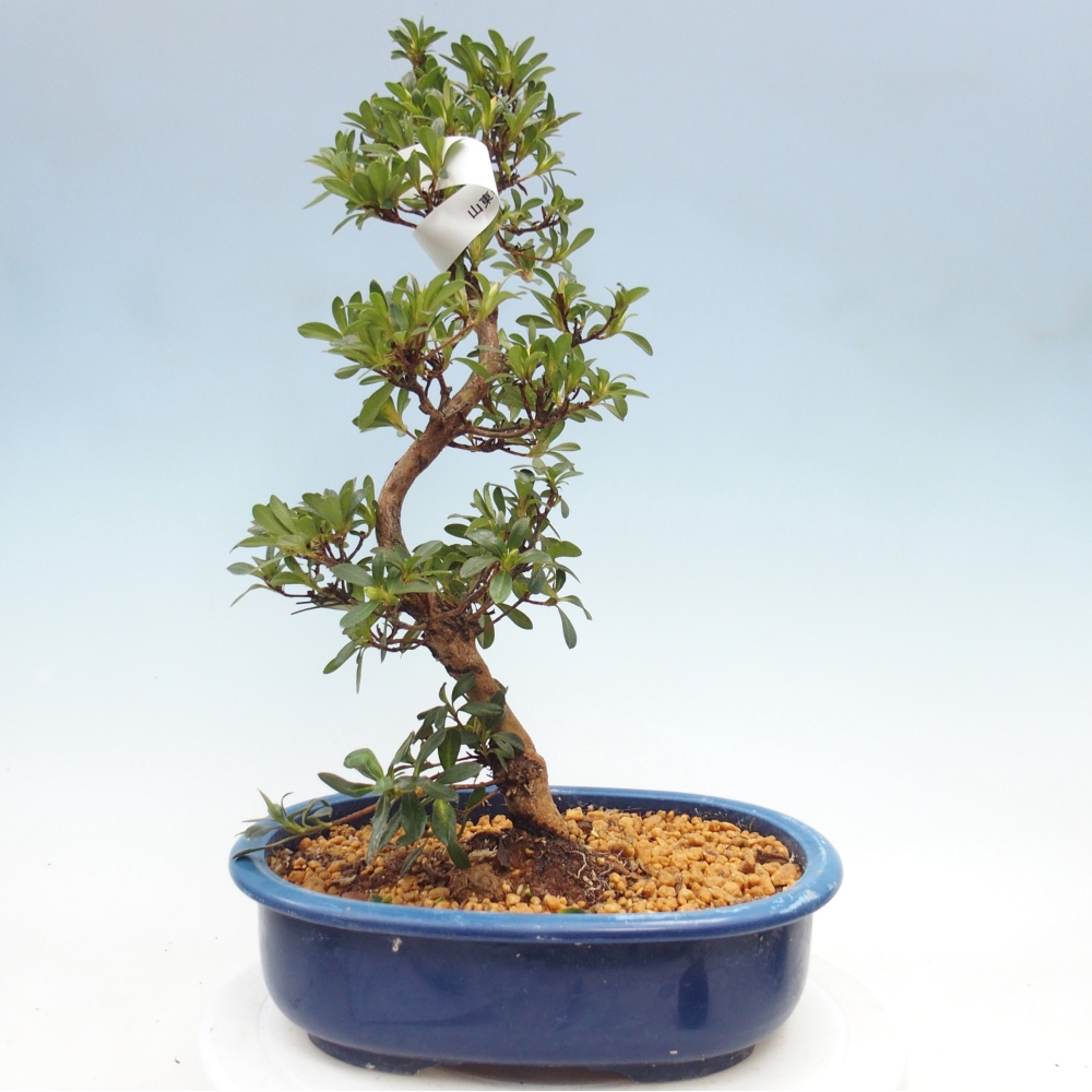 Bonsai zewnętrzne - Azalia japońska - Azalia Santoka