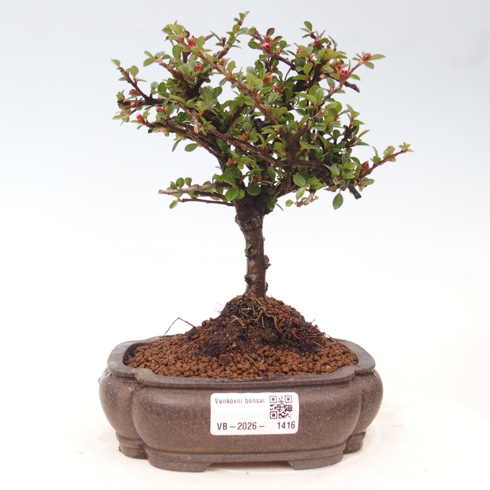 Outdoor bonsai - irga pozioma - Rocky Mountain