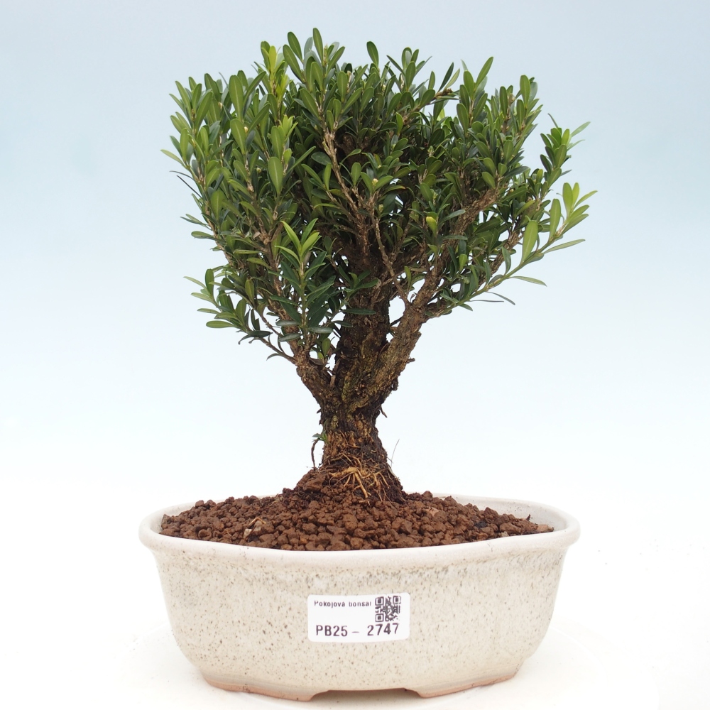 Kryty bonsai - Buxus harlandii - Bukszpan korkowy