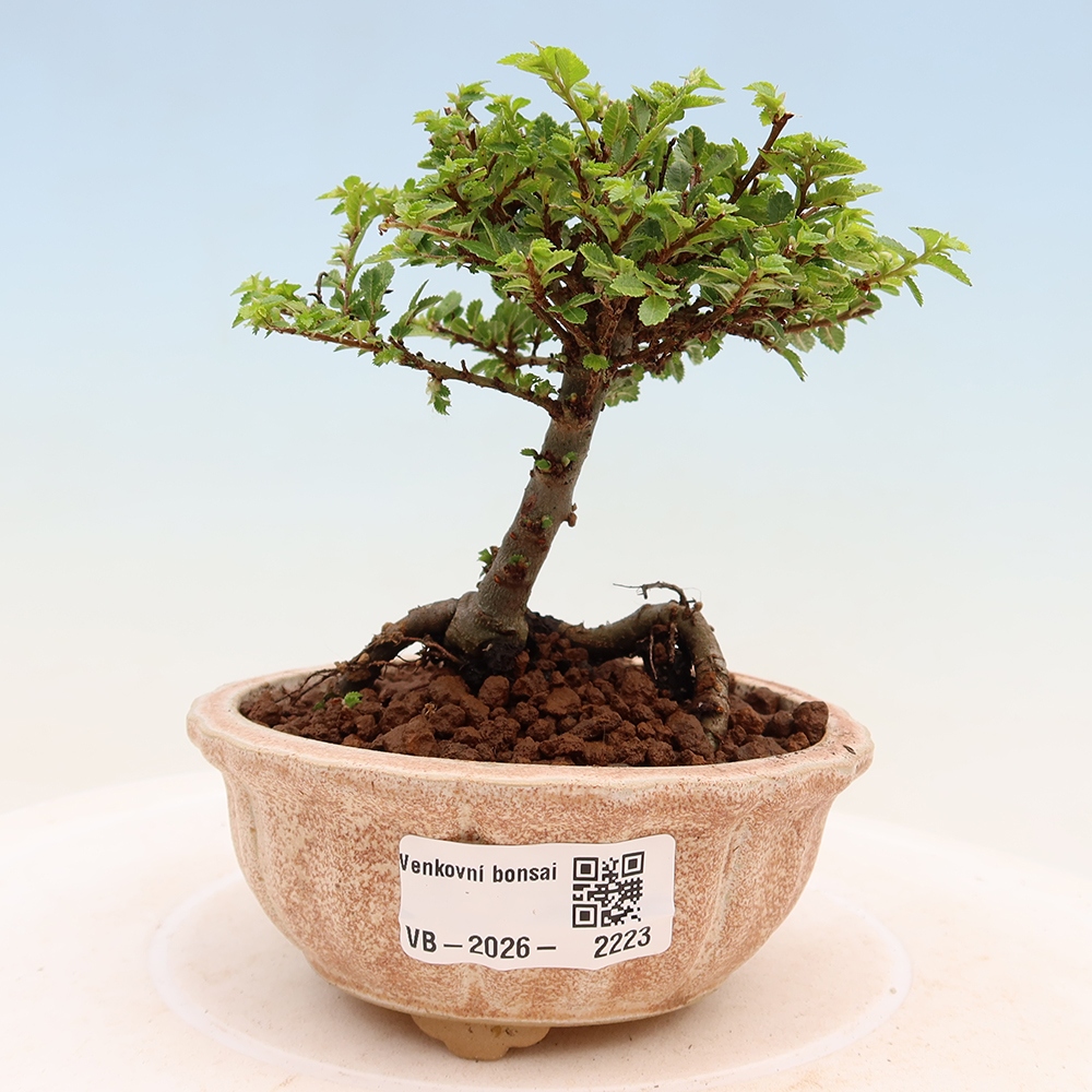 Bonsai ogrodowe – Ulmus parvifolia Sagei – wiąz drobnolistny