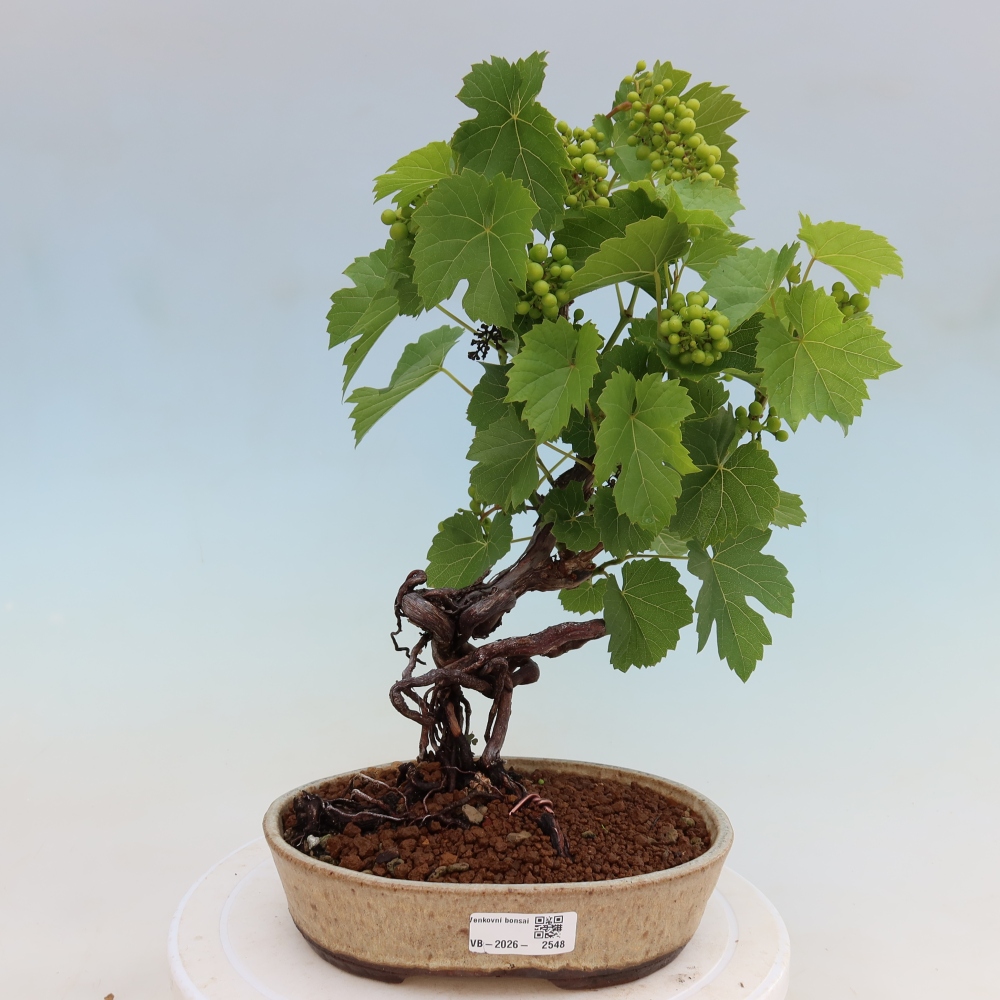 Bonsai ogrodowe – Winorośl – Vitis vinifera 