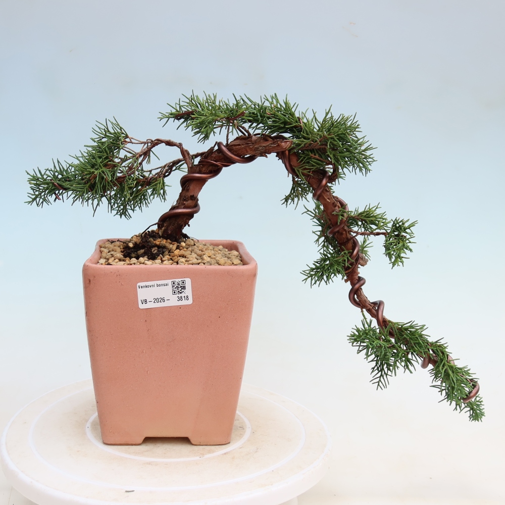 Outdoor bonsai - Juniperus chinensis Kishu