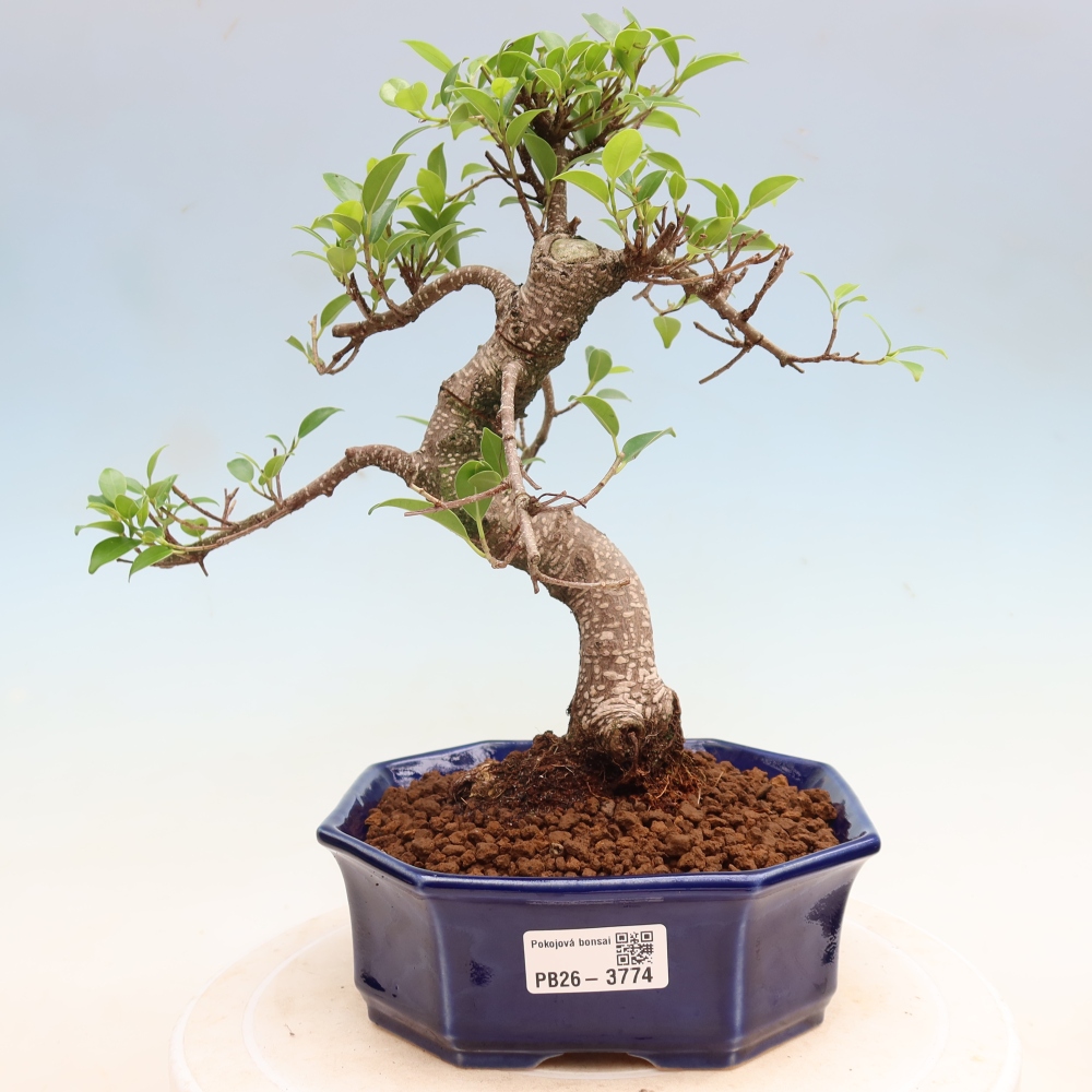 Pokój bonsai - Ficus kimmen - figowiec drobnolistny
