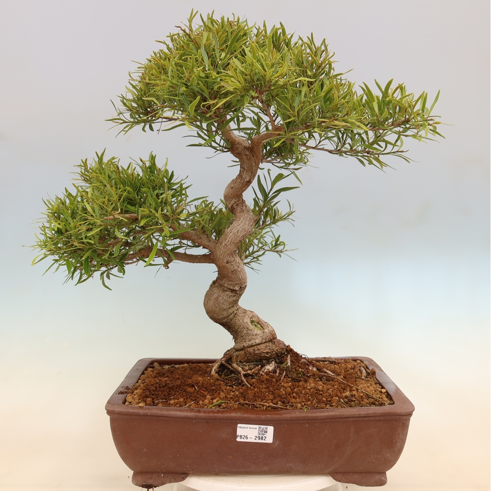 Pokój bonsai - Ficus nerifolia - figowiec drobnolistny