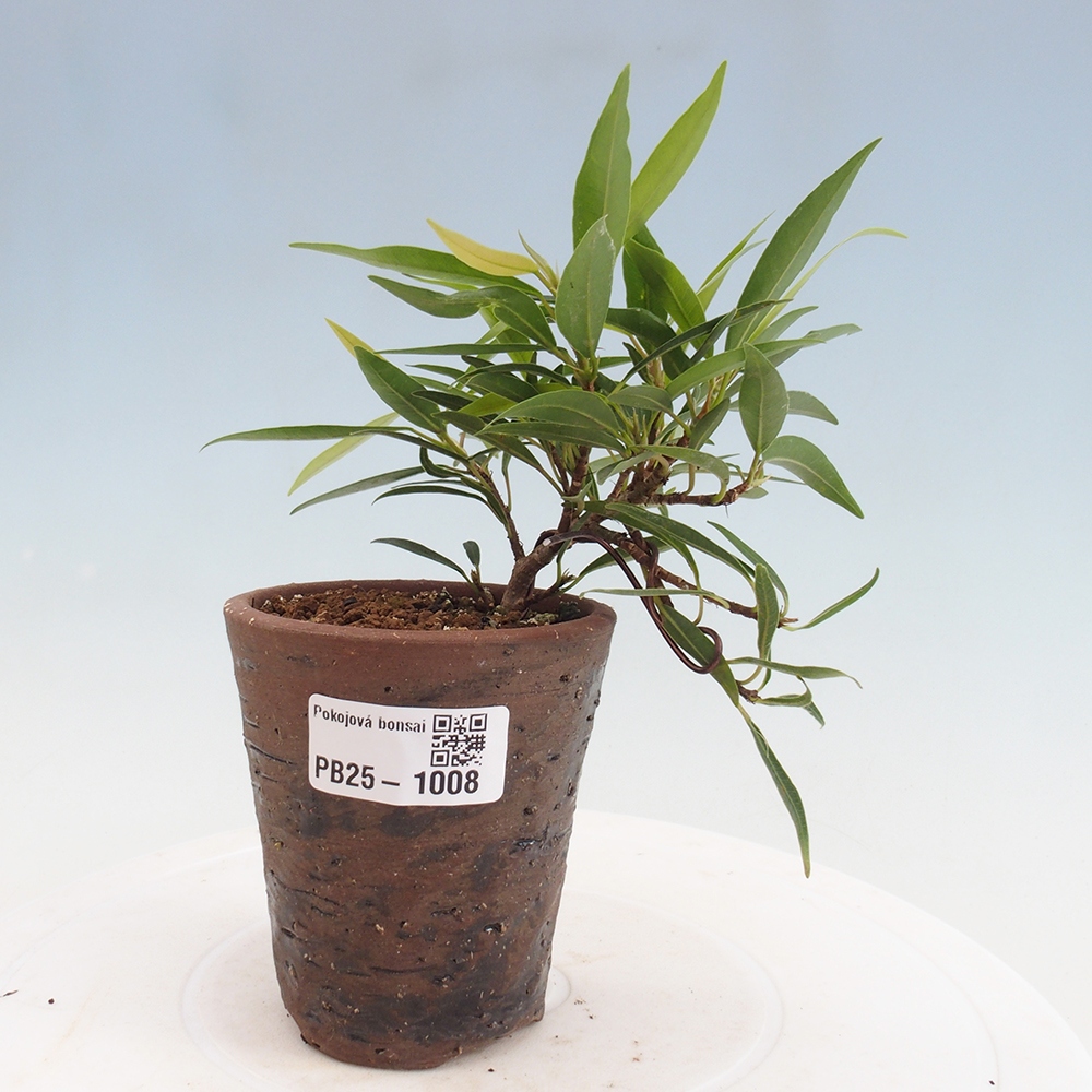 Bonsai wewnętrzne - Ficus nerifolia - figowiec drobnolistny