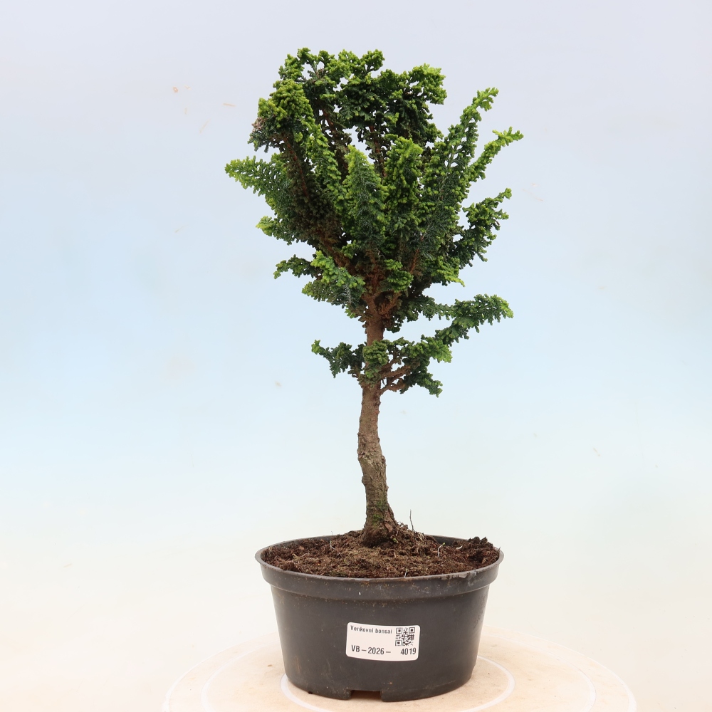Bonsai zewnętrzne - Cham. obtusa SEKKA HINOKI - Cyprys
