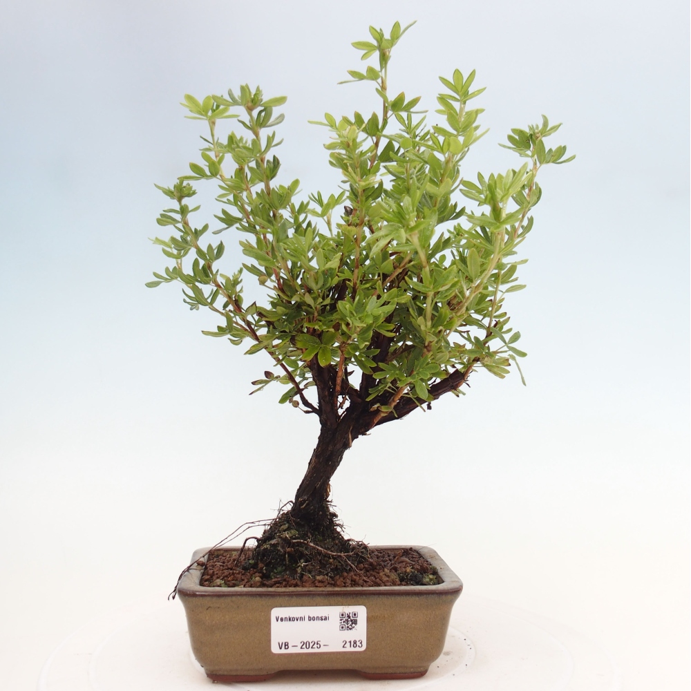 Outdoor bonsai-Pięciolistnik - Potentila fruticosa żółty Ptak