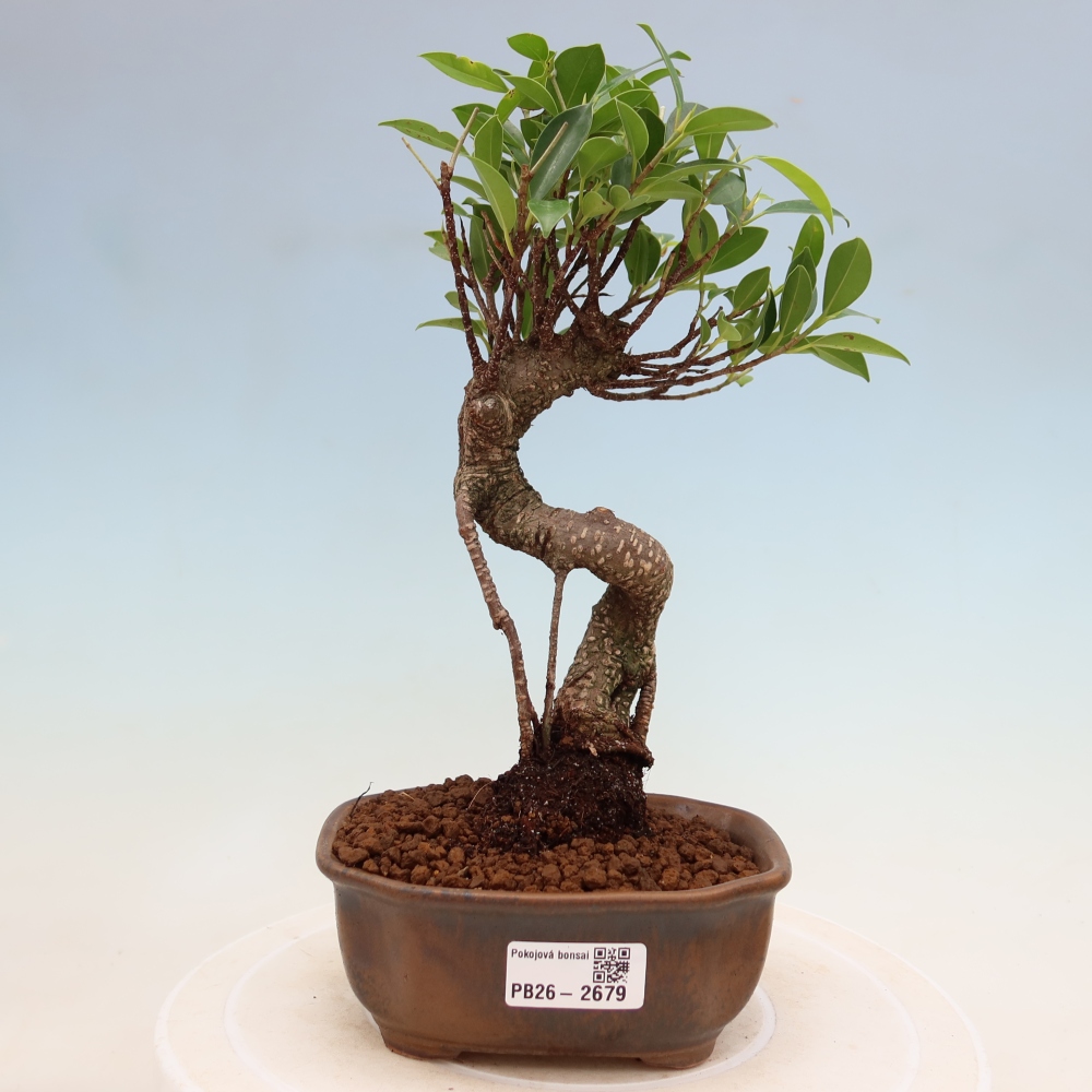 Pokój bonsai - Ficus kimmen - figowiec drobnolistny