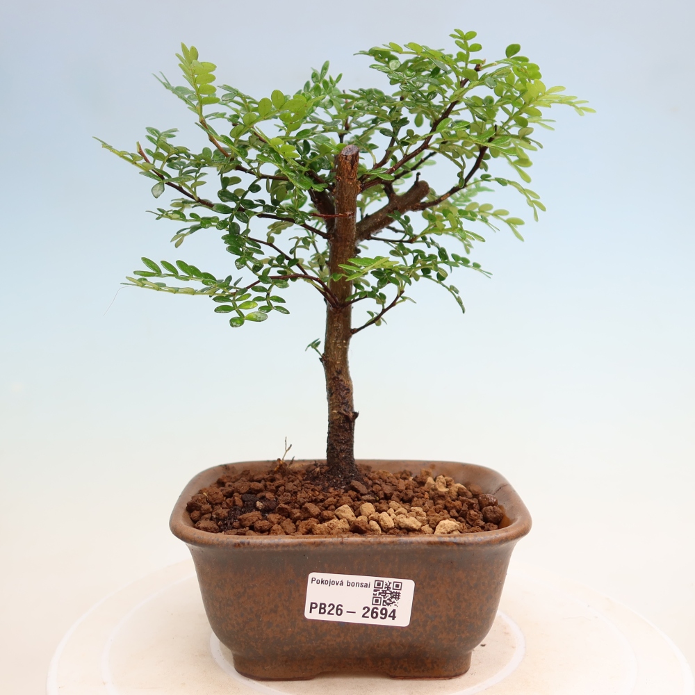 Pokój bonsai - Zantoxylum piperitum - drzewo pieprzowe