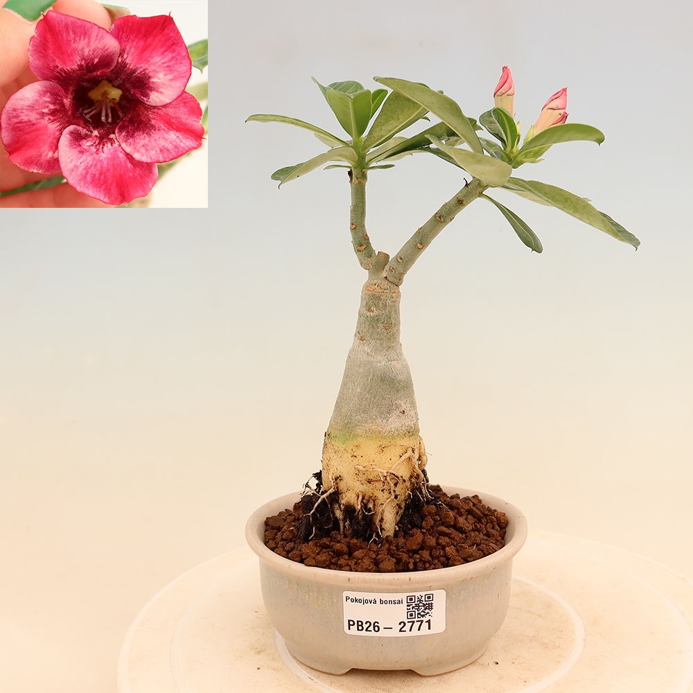 Bonsai pokojowe – Adenium obesum szczepione odmianą Mumbai Pink Diamond – Róża pustynna
