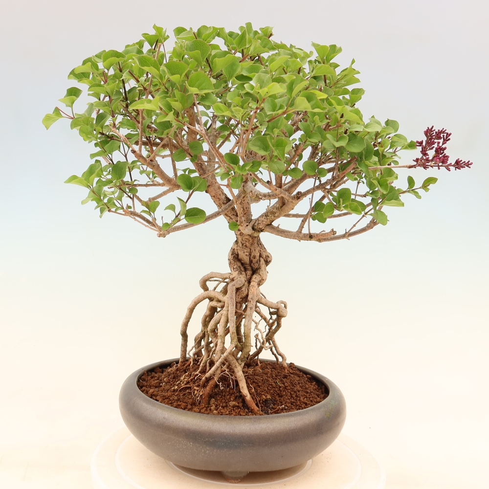 Outdoor bonsai - Syringa microphylla - liliowiec drobnokwiatowy