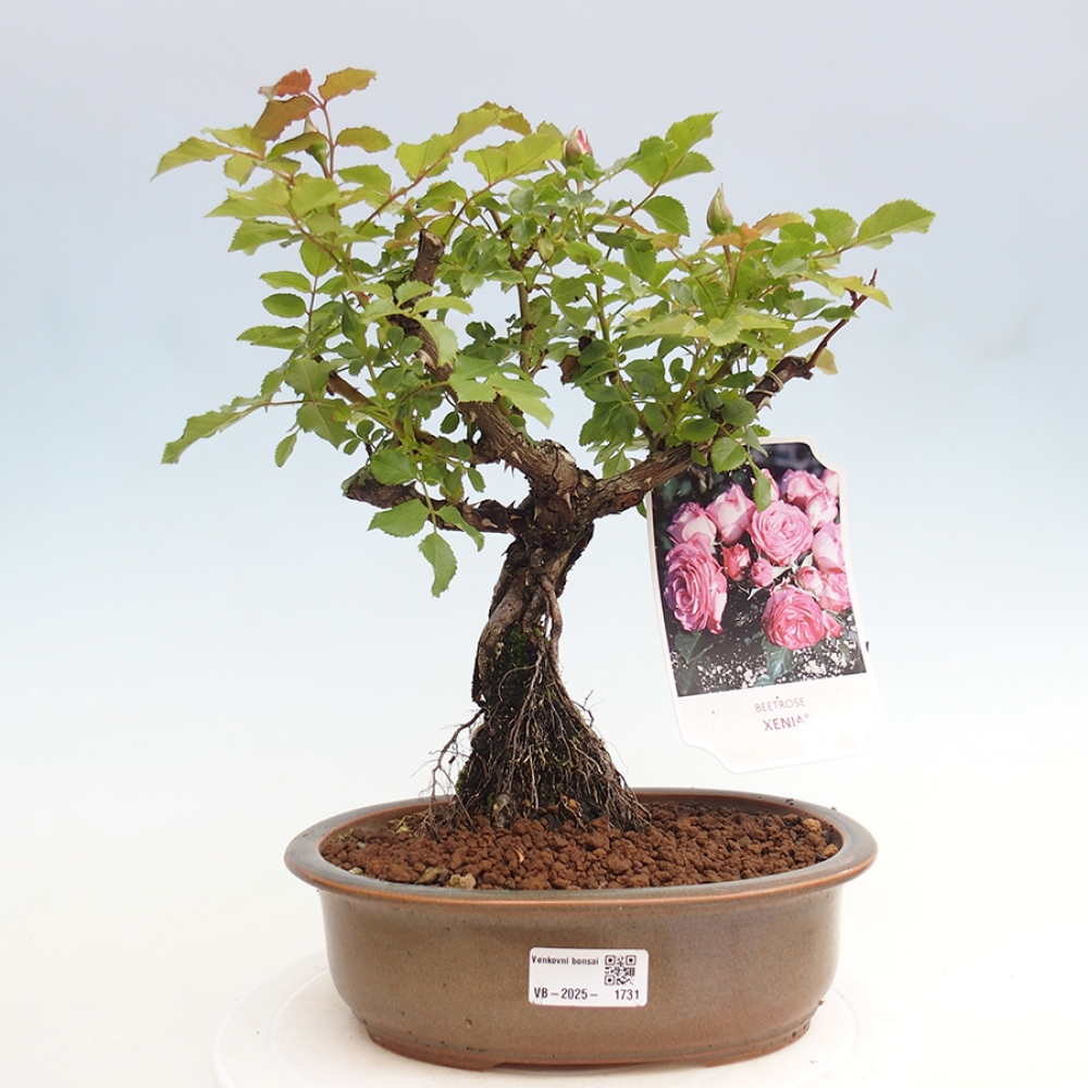 Bonsai na zewnątrz - Rosa Kordes - róża 