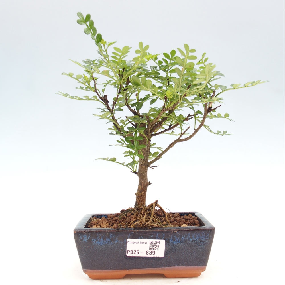 Pokój bonsai - Zantoxylum piperitum - drzewo pieprzowe