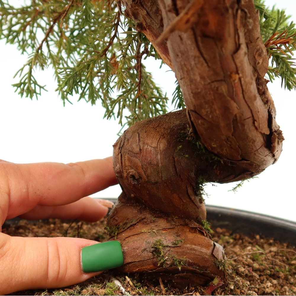 Bonsai ogrodowe – Juniperus chinensis Itoigawa – jałowiec chiński
