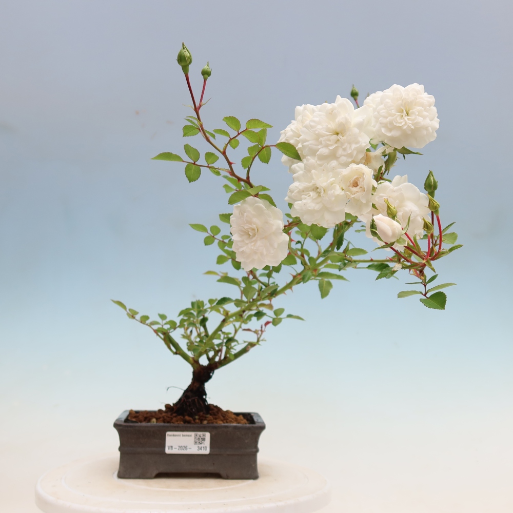 Bonsai ogrodowe – Rosa Kordes – róża