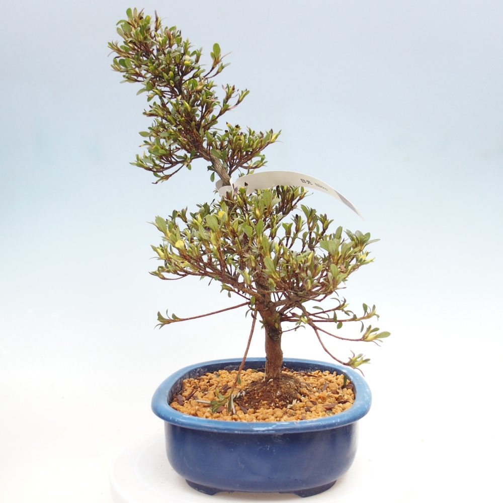 Bonsai zewnętrzne - Azalia japońska - Azalia Nikko