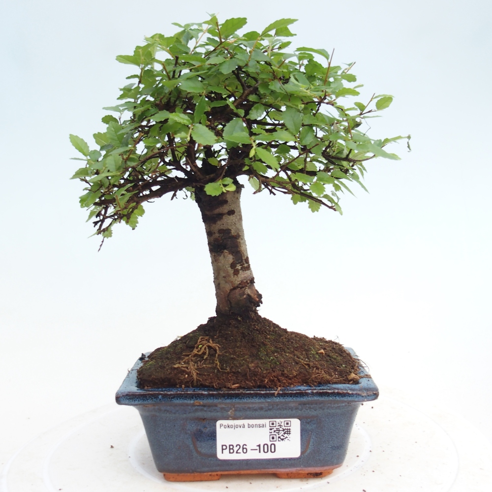 Pokój bonsai - Ulmus parvifolia - Wiąz drobnolistny