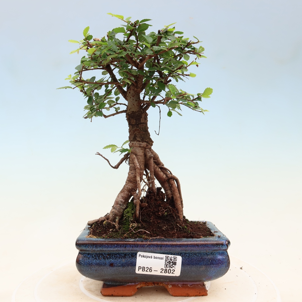 Pokój bonsai - Ulmus parvifolia - Wiąz drobnolistny