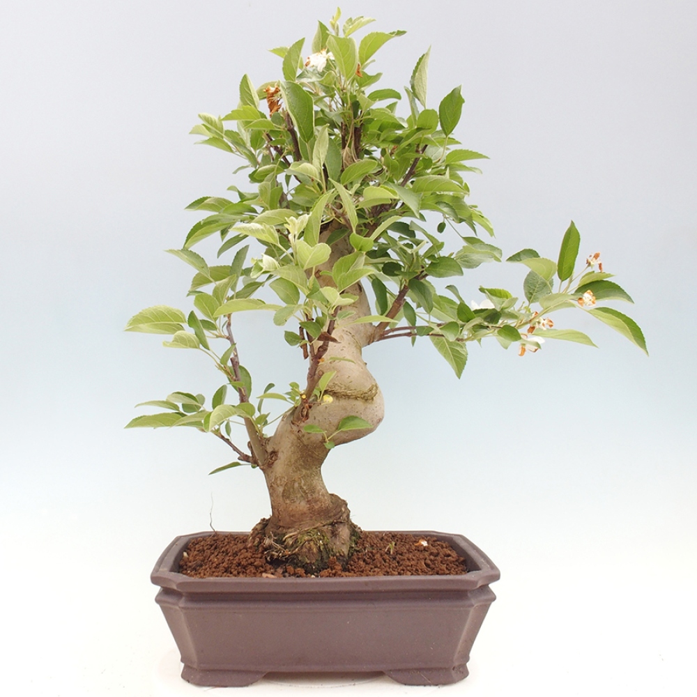 Bonsai plenerowe - Malus Halliana - Jabłoń drobnoowocowa