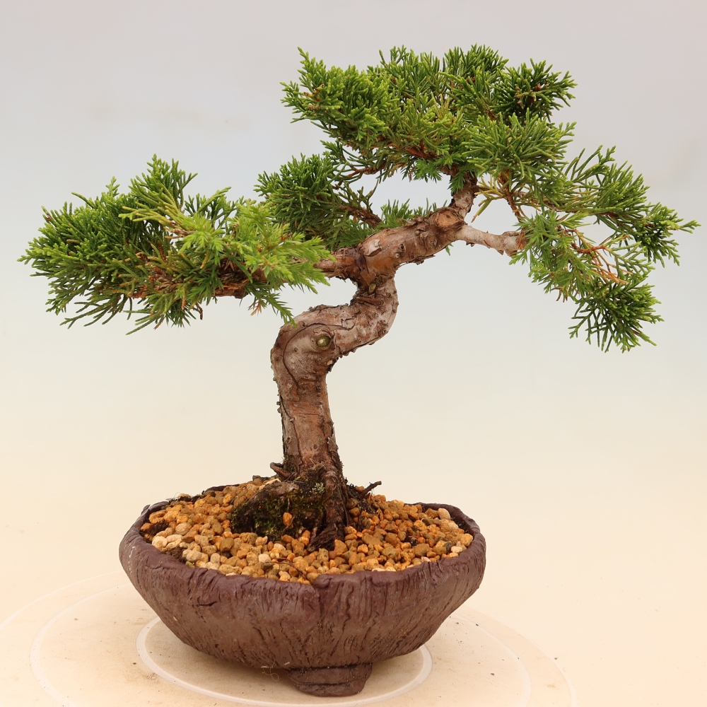 Outdoor bonsai - Juniperus chinensis Itoigawa