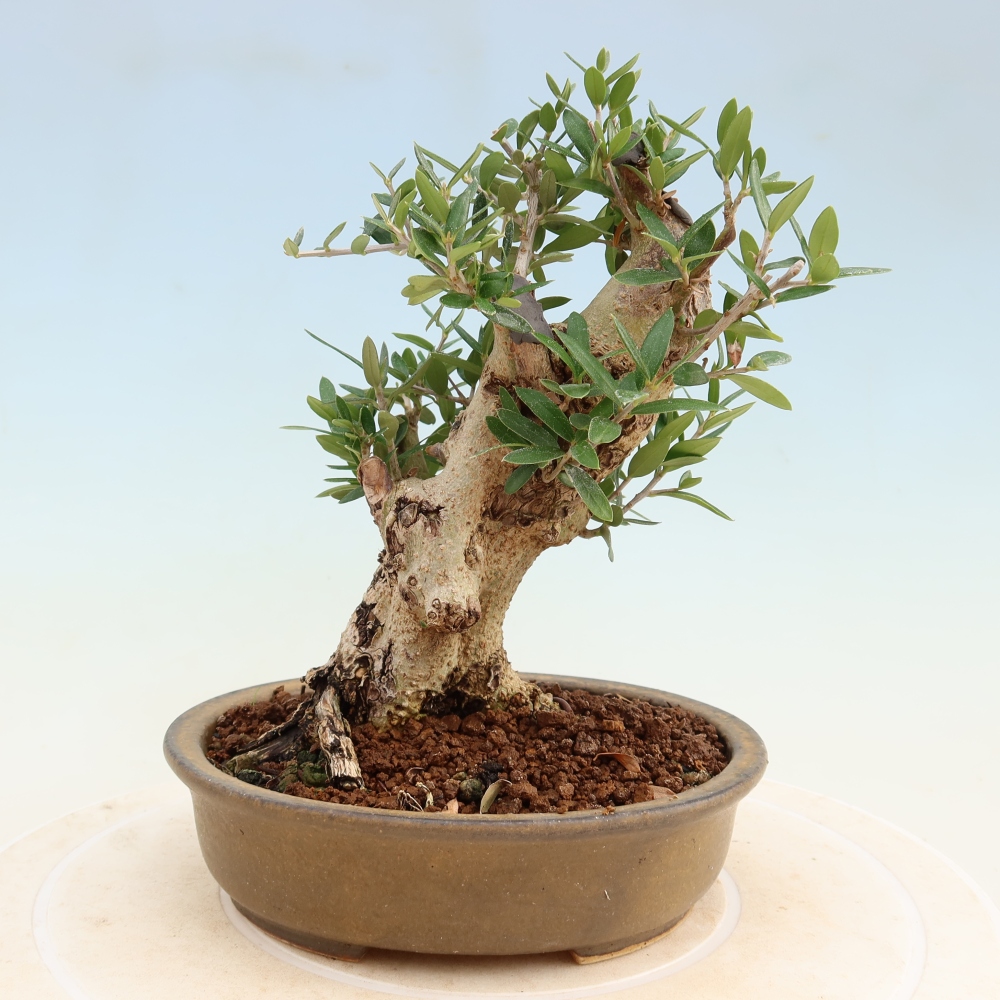 Bonsai do wnętrz - Olea europaea sylvestris