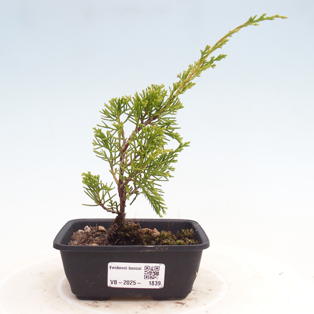 Outdoor bonsai - Juniperus chinensis Itoigawa - Jałowiec chiński